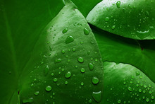 Background Of Green Wet Leaves