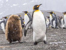 Juvenile King Penguin Follows Parent