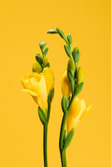 close up view of beautiful yellow fresia flowers isolated on yellow