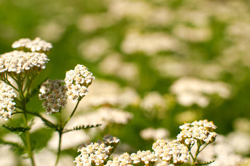 Wall Mural - Yarrow blooms in the summer season. Macro. Flower Yarrow ordinary on meadows background. Flowers on a blurred background bokeh.