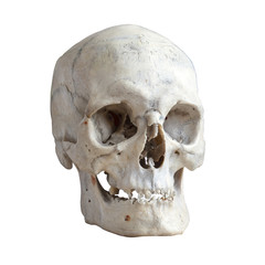 human skull isolated on white.