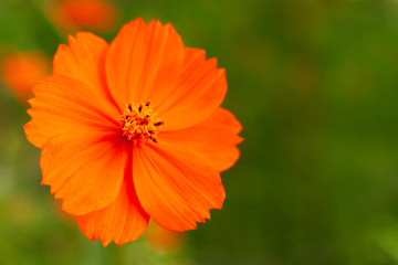 orange flower garden kosmeya. macro. a cosmos flower on a blurred green background. orange flower on