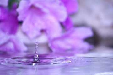 beautiful fresh drop water in fresh nature