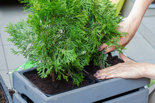 Woman Gardener Transplanting Thuja Tree In A New Wooden Pot On The Balcony. Close Up