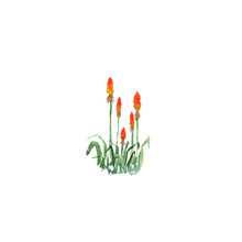 Botanical Watercolor Illustration Sketch Of Red Hot Pokers Kniphofia On White Background. Could Be Used As Decoration For Web Design, Cosmetics Design, Package, Textile