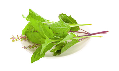 Basil leaves on a white background isolated.