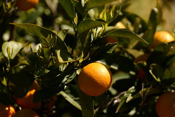 Wall Mural - Orange tree in orange farm