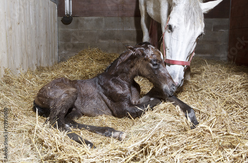 Fotomural Foal birth in the horse stable