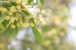 Wattle tree branch with yellow flowers