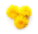 Fototapeta Dmuchawce - Yellow dandelions on white background