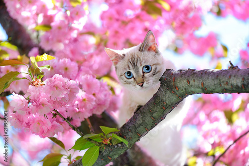  Plakat koty   niebieskooki-kot-siedzacy-na-galezi-drzewa-sakura