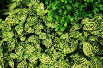 Wall Mural - green leaves with white pattern natural background.