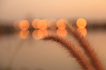Wall Mural - Close up of brown grass flower with golden light bokeh over a lake, vintage toned color, nature abstract background.