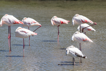 Flamingos in the water