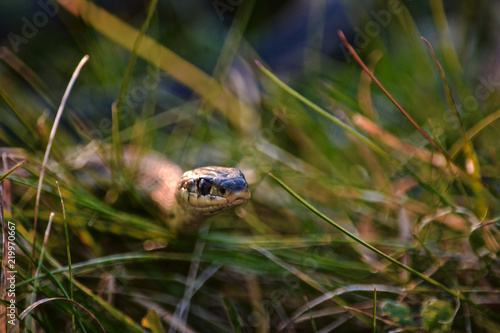 Plakat Podwiązki wąż w trawie przy zmierzchem