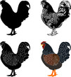 hen silhouette,sketch and illustration - vector