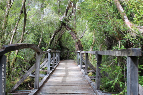  Fototapeta most w dżungli   stary-most-w-dzungli