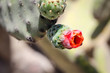 Detail eines Kaktus, Pflanze, Blüte, Natur 