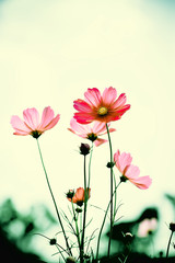 Wall Mural - vintage tone beautiful cosmos flower in the field