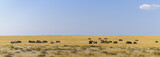Fototapeta Sawanna - Group of zebras and wildebeest / Group of zebras and wildebeest in Etosha National Park.
