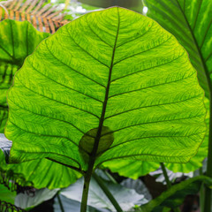 Sticker - close up of green leaves