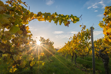 Colorful vineyard rows at sunset with changing yellow leaves in Germany