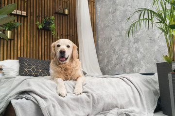 Golden retriever pure breed puppy dog on coat and pillows on bed in house or hotel. Scandinavian styled with green plants living room interior in art deco apartment. Pets friendly concept