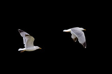 Flying Seagull Isolated On Black Background