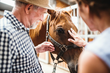 Wall Mural - A close-up of senior couple petting a horse.