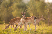 Four Deer Eating Grass Sunset