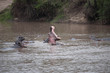 © Jared - A herd of hippopotamus bathing in the river in Africa