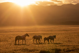 Fototapeta Konie - Wild horses at Sunrise in the Utah Desert