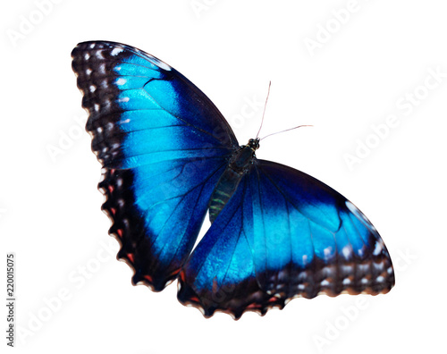 Fotografie, Obraz Bright iridescent female blue morpho butterfly, Morpho peleides, is isolated on white background with wings wide open
