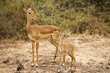 Mother and baby impala in East Africa