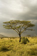 Beautiful tree in East Africa