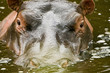 Close up hippo in water