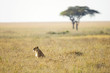 Wild lioness sitting in tall grass in East Africa