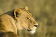 Beautiful lioness looking back in East Africa