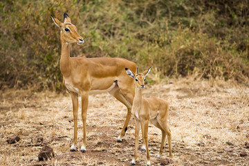 Wall Mural - Mother and baby impala in East Africa