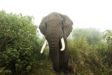 Wall Mural - large elephant in foggy african jungle