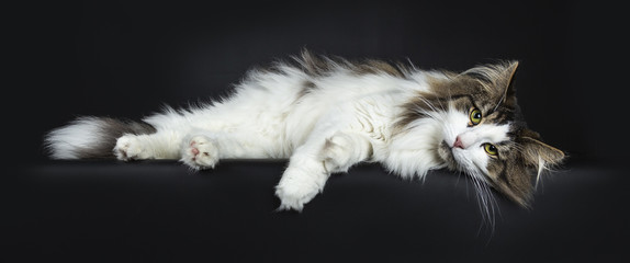 Handsome lazy black tabby with white Norwegian Forest cat laying side ways with head on surface looking straight at lens, isolated on black background