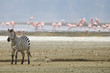 Wild zebra on a beach with pink flamingos in water behind him