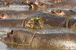 Hippo pool with plant on head