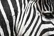 Close up face of striped African zebra