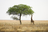 Wild giraffe reaching with long neck to eat from tall tree