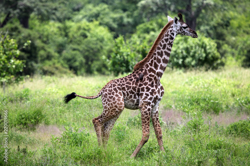 Plakat Młoda żyrafa w Selous Game Reserve