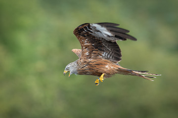 Aufkleber - A side profile view of a red kite in flight. The bird is flying across photograph from the right to the left. There is copy space all around the subject