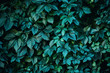 Green plant leaves background, foliage wall