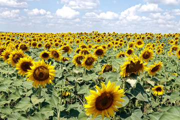 Field of blooming sunflowers on a background cloudy blue sky at bright sunny summer day