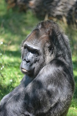 Poster - Africa reverie thinking big black monkey gorilla